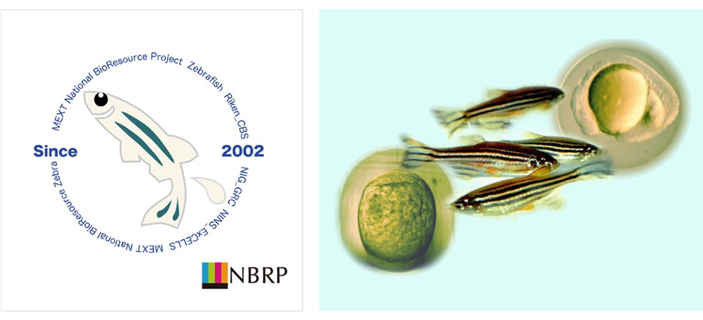 National BioResource Project (NBRP) Zebrafish